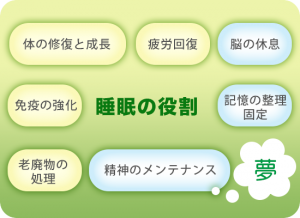 睡眠の役割（体の修復と成長、疲労回復、免疫の強化、老廃物の処理、脳の休息、記憶の整理固定、精神のメンテナンス[夢]）